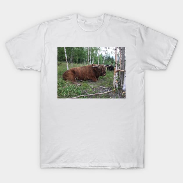 Scottish Highland Cattle Bull 1460 T-Shirt by SaarelaHighland